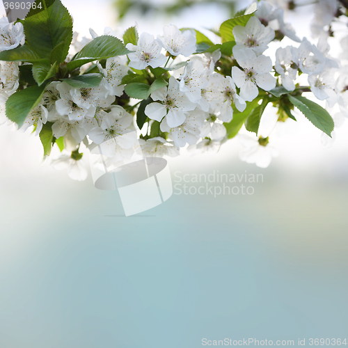 Image of cherry twig in bloom