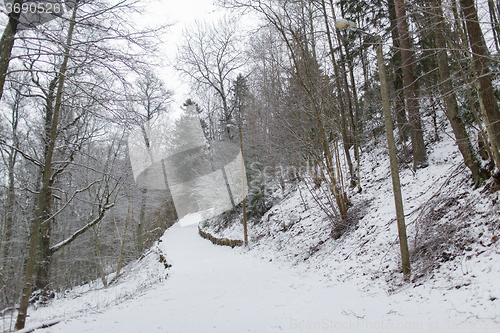 Image of winter spruce forest and snow cowered field