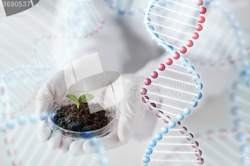 Image of close up of scientist hands with plant and soil