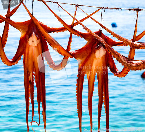 Image of octopus   drying  in the sun europe greece santorini and light