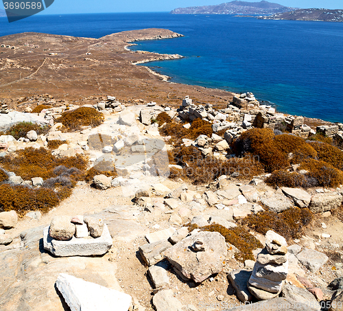 Image of plant  in delos greece the historycal acropolis and old ruin sit