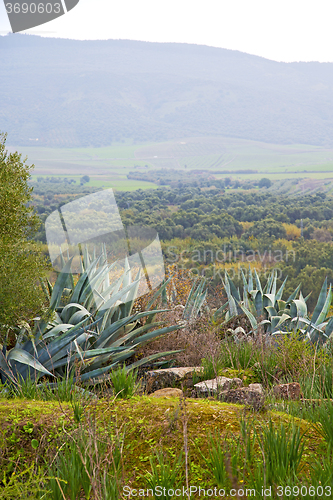 Image of volubilis in morocco africa the old  agave  and site