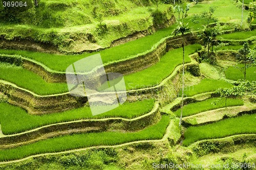 Image of Rice terrace in Bali

