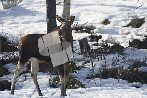 Image of moose cow