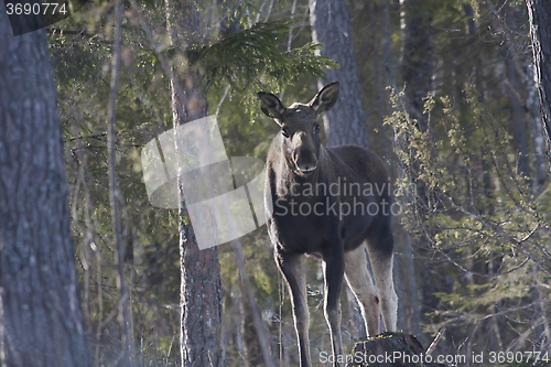 Image of moose