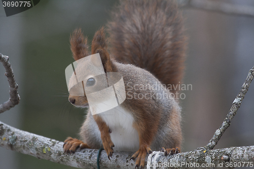 Image of red squirrel