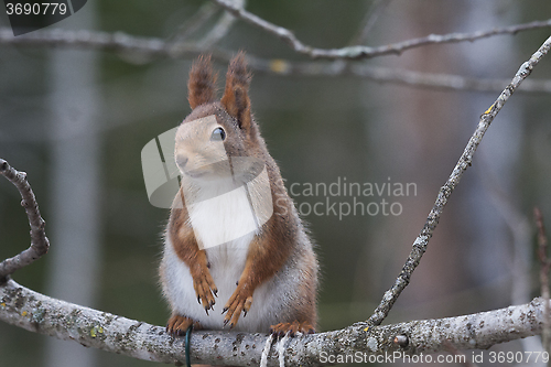 Image of squirrel