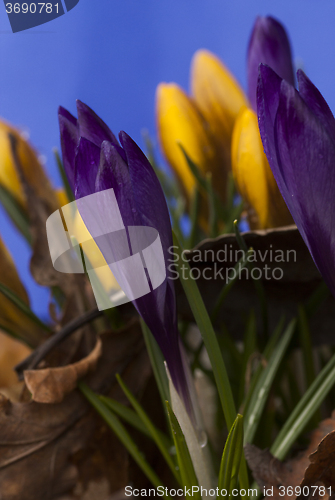 Image of crocus