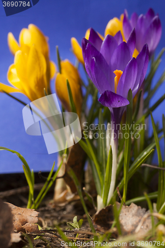 Image of crocus