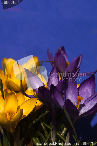 Image of crocus