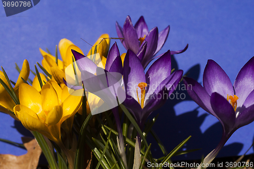 Image of crocus