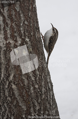 Image of treecreeper