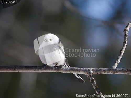 Image of long-tailed tit