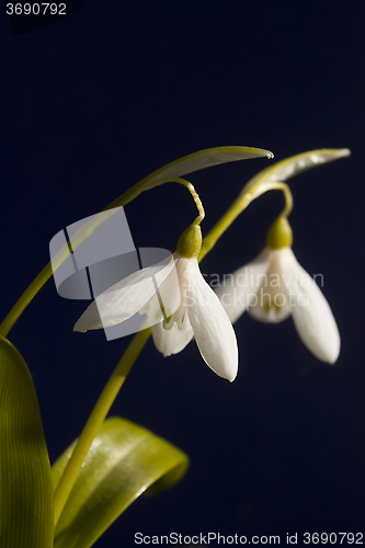 Image of snowdrops