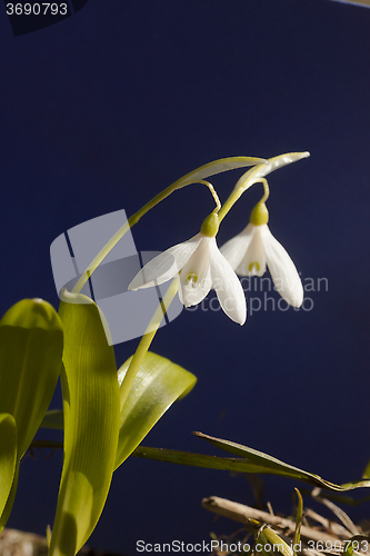 Image of snowdrops