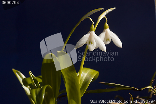 Image of pair of snowdrops