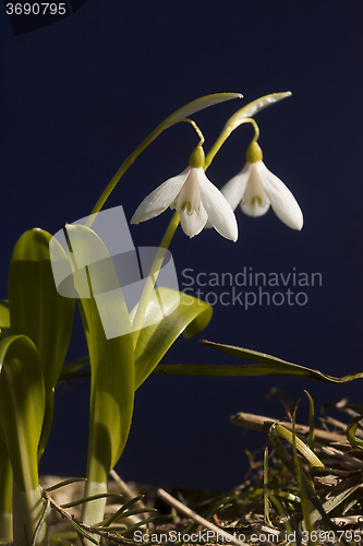 Image of snowdrops