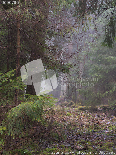 Image of Early springtime misty morning in the forest,Bialowieza Forest,Poland,Europe
