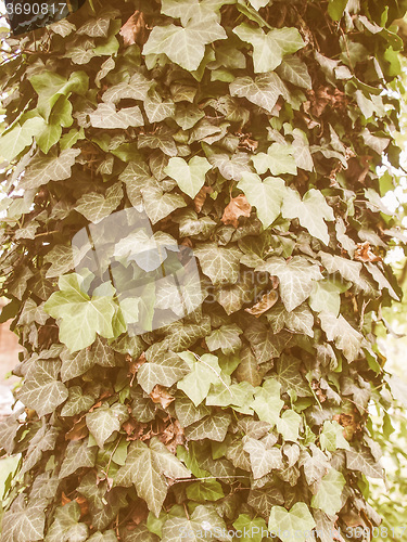 Image of Retro looking Ivy leaves