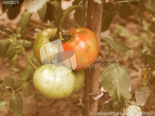 Image of Retro looking Tomato