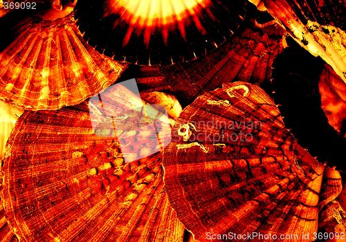 Image of scallop