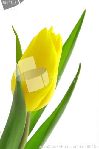 Image of Nice, yellow closeup tulip