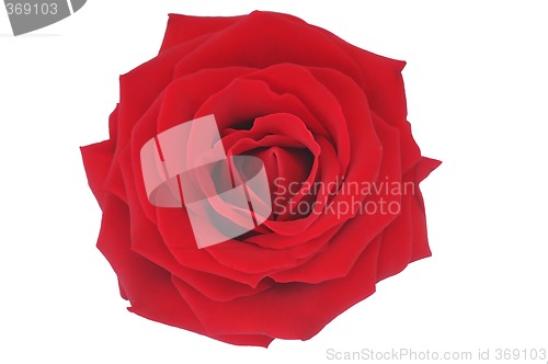 Image of Nice red rose illustration over white