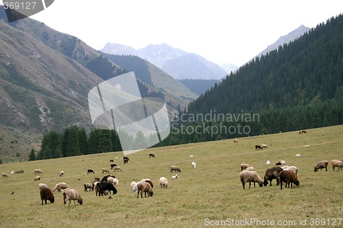 Image of Mountain pastures.