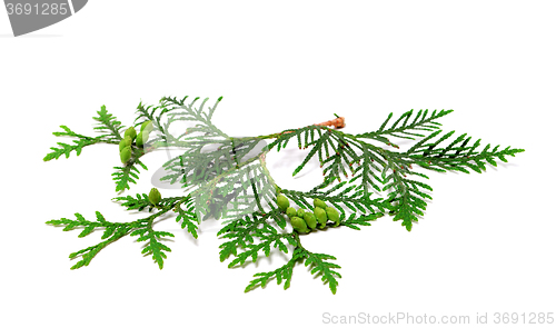Image of Green twig of thuja with cones on white