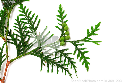 Image of Green twig of thuja with cones