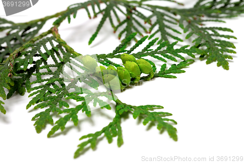 Image of Twig of thuja with green cones isolated on white background