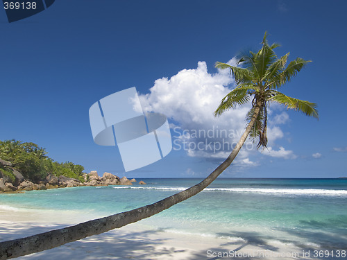 Image of Lonely palm tree