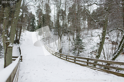 Image of winter spruce forest and snow cowered field