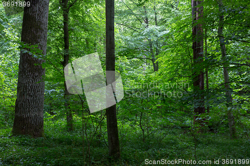 Image of Natural deciduous stand of Bialowieza Forest