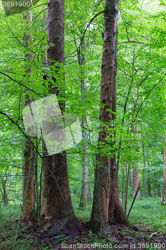 Image of Bark less spruces among deciduous trees