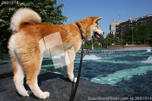 Image of Cooling dog