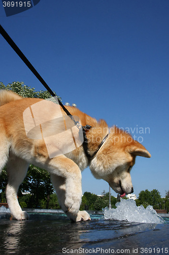 Image of Thirsty dog