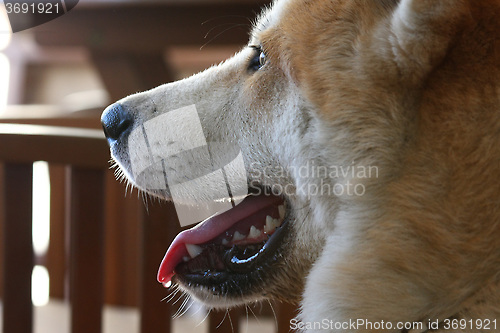 Image of Portrait of Akita dog