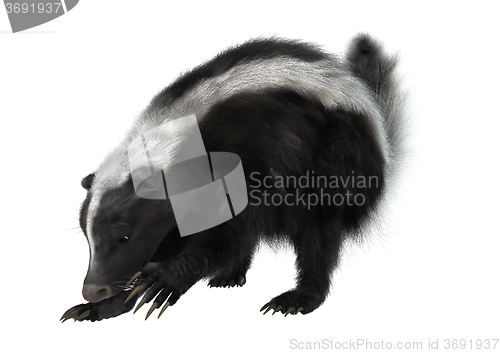 Image of Striped Skunk on White