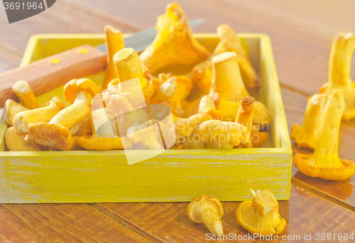 Image of mushrooms