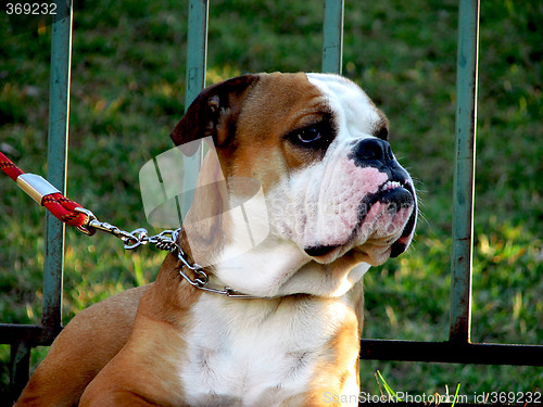 Image of Bulldog