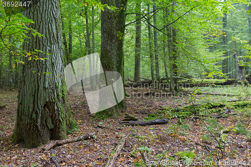 Image of Old oaks in autumnal forest