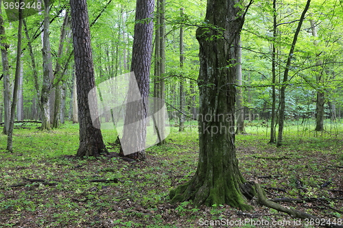 Image of Two old pine and hornbeam trees in mixed stand