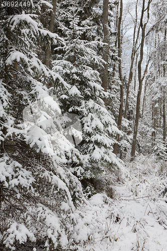 Image of Winter landscape of natural forest with dead spruce trees