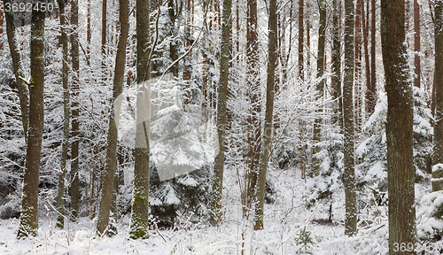 Image of Winter landscape of natural forest with dead spruce trees