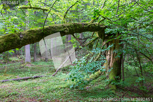 Image of Old broken spruce tree moss wrapped and stump