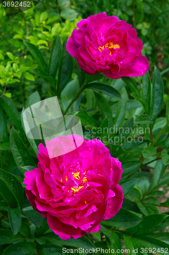 Image of Two deep red flowers with yellow stems