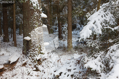 Image of Winter view of natural forest with pine trees trunks and spruces