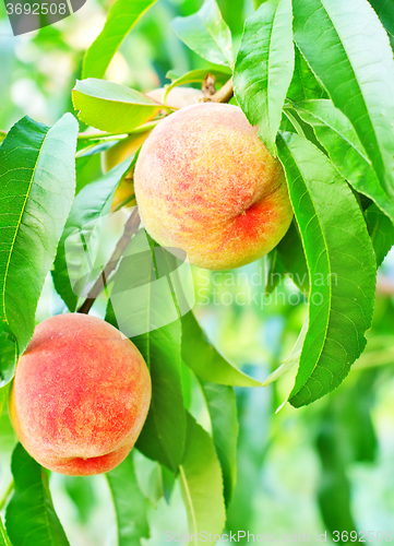 Image of peach on tree