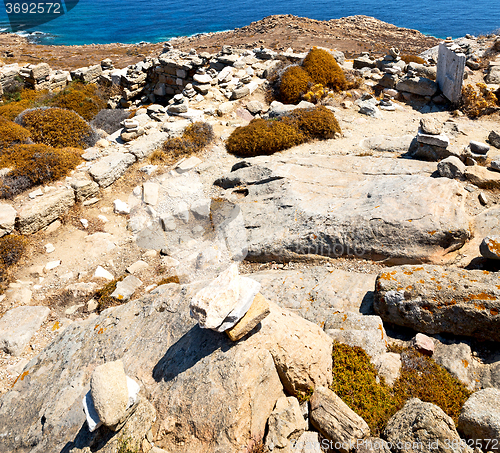 Image of bush   in delos greece the historycal acropolis and old ruin sit